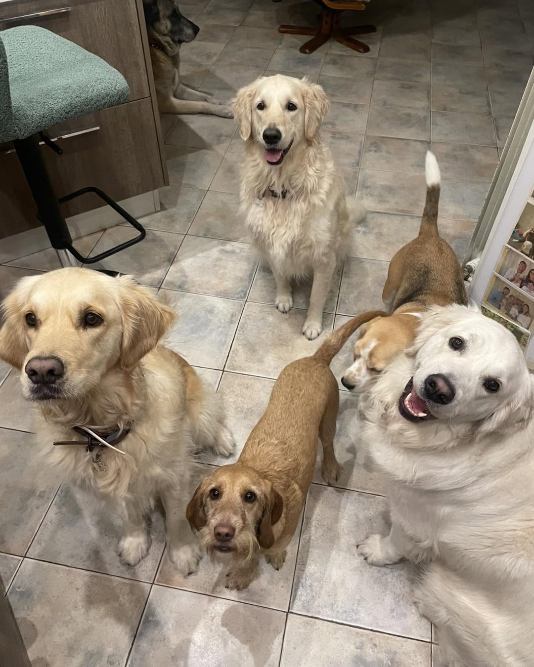 Deux golden retrievers joyeux