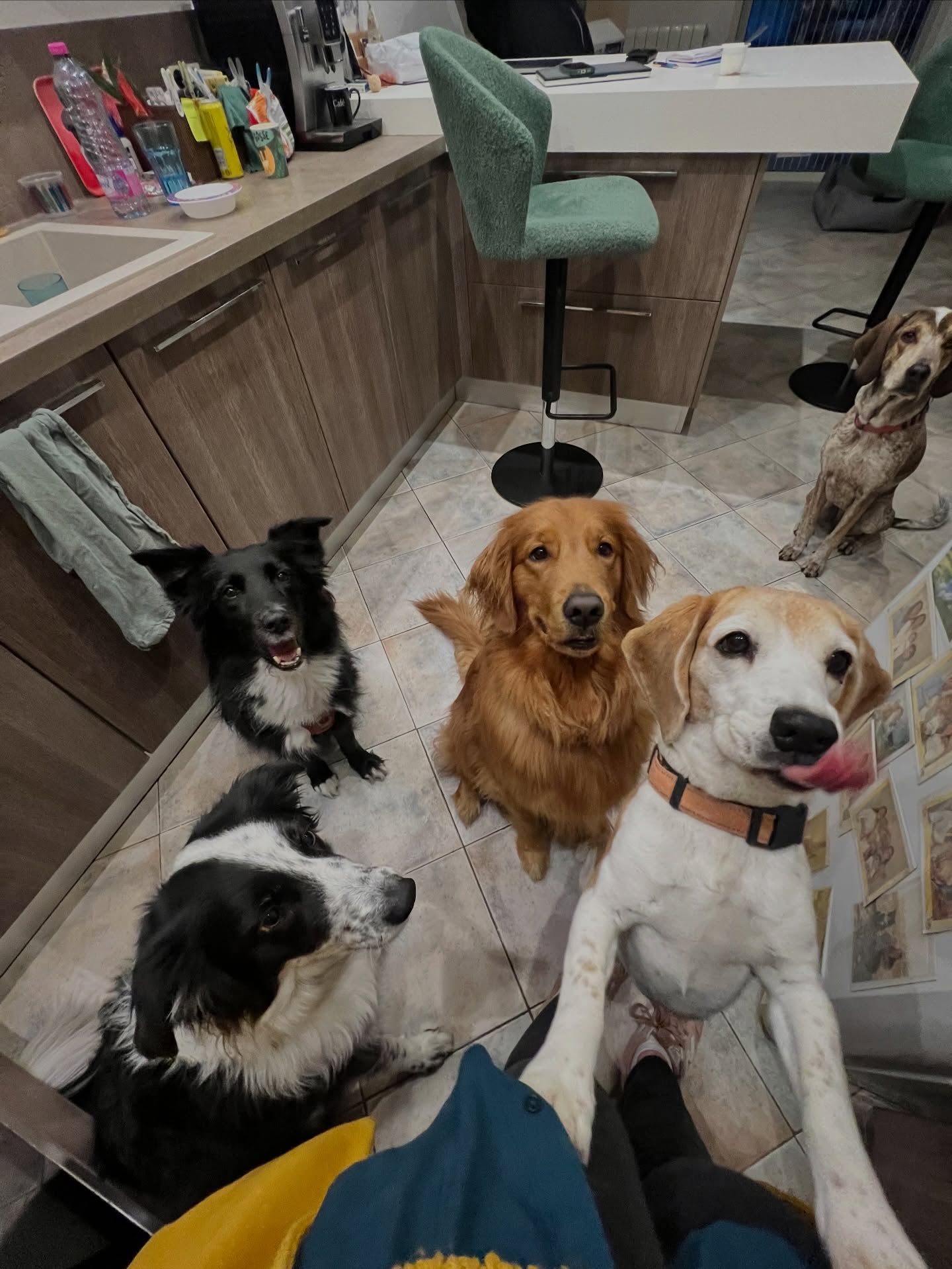 Trois chiens ensemble à la maison